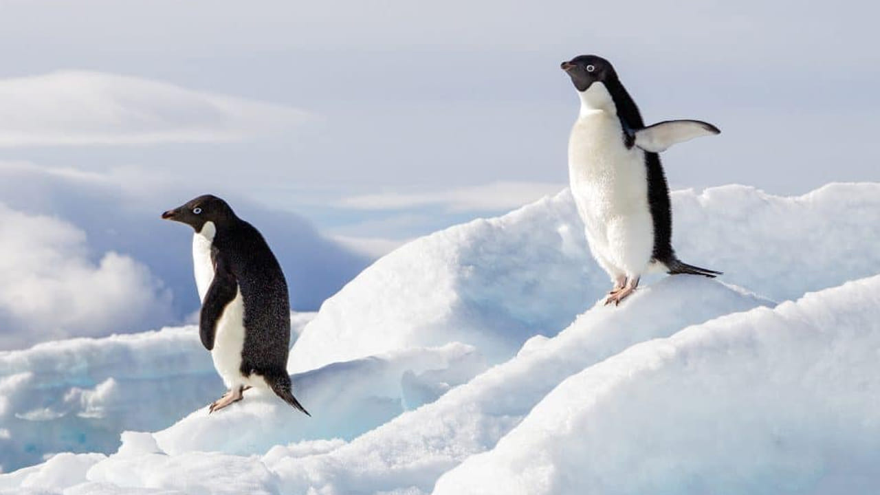 ఇక ఈ వీడియో జీవితానికి సంబంధించిన ఎన్నో ఆలోచనలకు కారణం అవుతుంది. ముఖ్యంగా చాలా మంది ప్రతి పెంగ్విన్ కథ కూడా ఇలానే ఉంటుందని అనుకుంటున్నారు.  అయితే ప్రతి పెంగ్విన్ కూడా అస్తిత్వం భయంతో ఉండాల్సిన పని లేదు.  చాలా వరకు పెంగ్విన్స్ బీచ్‌లలో తిరగడం, మంచుతో ఆడుకోవడం నీటిలో సందడి చేయడం , అందరితో కలిసి ఉంటూ చాలా సంతోషంగా ఉంటాయి. కాగా, ఇప్పుడు మనం పెంగ్విన్స్ ఆనందంగా ఉండే ప్రదేశాలు ఏవో చూసేద్దా పదండి.