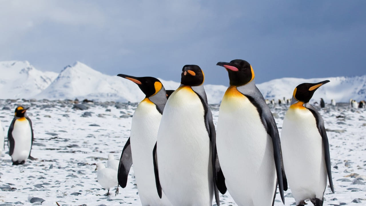 అంటార్కిటికా : పెంగ్విన్ ఆనందంగా ఎక్కువగా ఉండే ప్రదేశం అంటార్కిటికా, ఇక్కడికి పెంగ్విన్ ప్రియులు వెళితే ఆనందం వేరే లెవల్లో ఉంటుంది.  ఈ ప్రదేశంలో ఎంపరర్, అడెలీ పెంగ్విన్‌ల వంటి జాతులు ఎక్కువగా ఉంటాయి. ఇక్కడ అనేక రకాల పెంగ్విన్ గుంపులను మీరు చూసి ఆనందించ వచ్చును. అలాగే ఇక్కడ అవి ఆనందంగా కలిసి ఉండటం, ఎంజాయ్ చేయడం చూడవచ్చు. 
