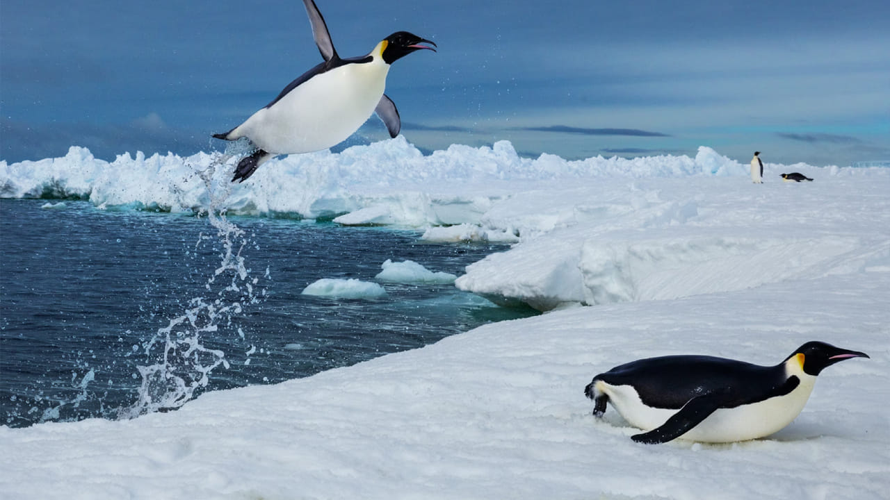 ఫాక్లాండ్ దీవులు : పెంగ్విన్‌ల స్వర్గధామం ఫాక్లాండ్ దీవులు. ఇది దక్షిణ అట్లాంటిక్ లో ఉంది. ఇక్కడ ప్రజల కంటే పెంగ్విన్స్ ఎక్కువగా ఉంటాయి. ముఖ్యంగా ఈ ప్రదేశంలో జెంటూ, కింగ్, రాక్ హాపర్ , మాకరోనీ, మాగెల్లానిక్ పెంగ్విన్‌ల వంటి ఐదు రకాల జాతుల పెంగ్విన్స్ ఇక్కడ దర్శనం ఇస్తాయి. 