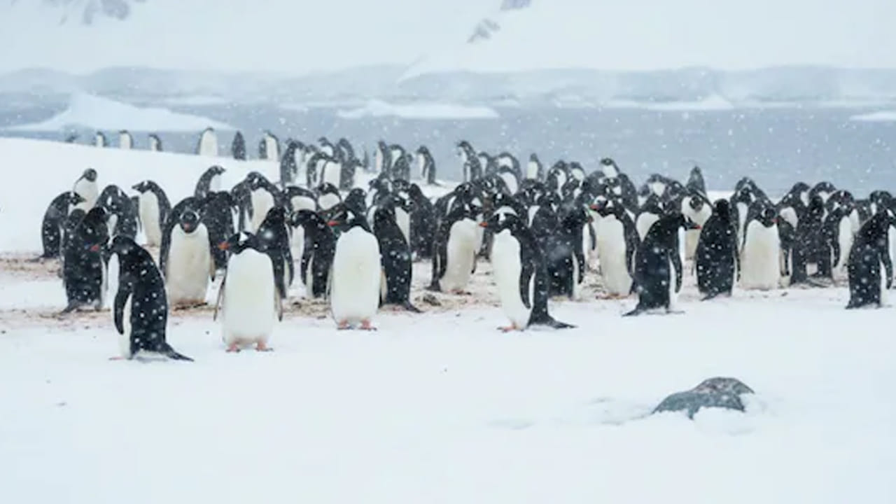 దక్షిణ జార్జియా : వన్యప్రాణులకు ప్రసిద్ధి చెందిన అద్భుతమైన ప్రదేశం ఇది.  దక్షిణ జార్జియా బీచ్లు పది వేల పెంగ్విన్‌లో నిండి ఉన్నాయి. చాలా అద్భుతమైన, అందమైన ప్రదేశంలో ఇదొక్కటి. చాలా మూరుమూల ద్వీపమైన దక్షిణ జార్జియా ఎర్నెస్ట్ షాకిల్టన్ వంటి అన్వేషకులతో ముడిపడి గొప్ప చరిత్రను కలిగి ఉంది. ఇక్కడికి వెళితే పెంగ్విన్స్ ఆనందంగా ఉండటాన్ని చూడవచ్చును.