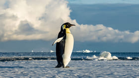 అందమైన పెంగ్విన్‌లను చూడటానికి.. ఆకర్షణీయమైన ప్రదేశాలు ఇవే!