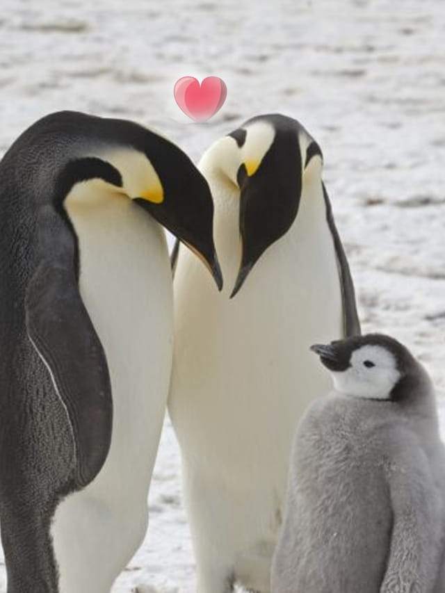 ప్రేమిస్తే పెంగ్విన్‌లా ప్రేమించాలి.. మగ పెంగ్విన్ ప్రేమ ఎంత గొప్పదో తెలుసా?