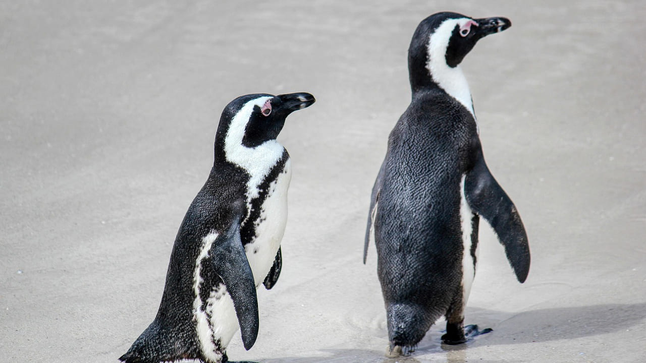 ఈ మధ్య కాలంలో ప్రతి ఒక్కరి మనసు కదిలించిన వీడియో అంటే పెంగ్విన్ వీడియోనే. ఇన్ స్టా ఓపెన్ చేస్తే చాలు నిహిలిస్ట్ పెంగ్విన్‌కు సంబంధించిన వీడియో నెట్టింట చక్కర్లు కొడుతుంది. దీనిని చూసిన చాలా మంది మనసు విరిగితే ఎంత బాధ ఉంటుందో.. దీనిని చూసి అర్థం అవుతుంది అంటున్నారు. ఎందుకంటే? తాను ఏ విషయంలో బాధపడిందో తెలియదు కానీ, జీవితం మీద విరక్తి కలిగిన దానిలా, ఒంటరిగా, తన వాళ్ల నుంచి దూరంగా, మంచు తెలియని ప్రదేశాల వైపు, తన గమ్యం ఏంటో కూడా తెలియకుండా.. ఒంటరిగా వెళ్తుంది. ఈ పెంగ్విన్ వీడియో ప్రతి ఒక్కరి చేత కన్నీరు పెట్టిస్తుంది. 