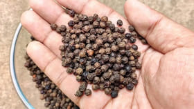 మిరియాలలో కల్తీ.. ఈ చిట్కాలతో సులభంగా గుర్తించండి!