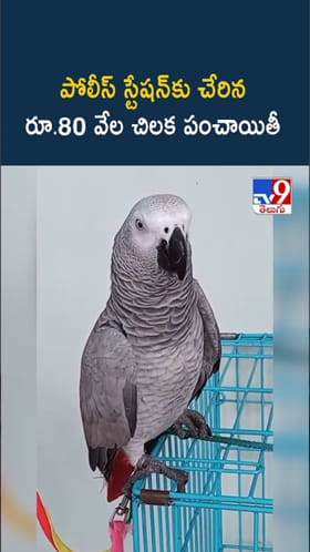 Pet Parrot: పోలీస్ స్టేషన్‌కు చేరిన రూ.80 వేల చిలక ‘పంచాయితీ’