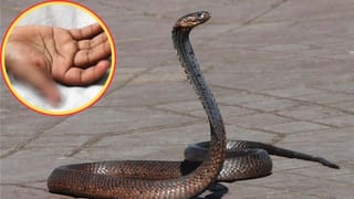 Optical Illusion challenge: మీకో సవాల్.. ఈ చిత్రంలో ఎన్ని తాబేళ్లు ఉన్నాయో కనిపెట్టండి చూద్దాం