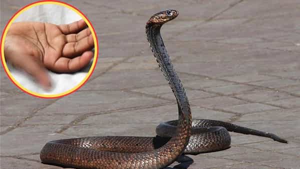 Viral News: పాముతో పరాచకలా.! గోరుముద్దలు తినిపించాలనుకుంటే.. ఇట్టానే జరుగుతుంది..!