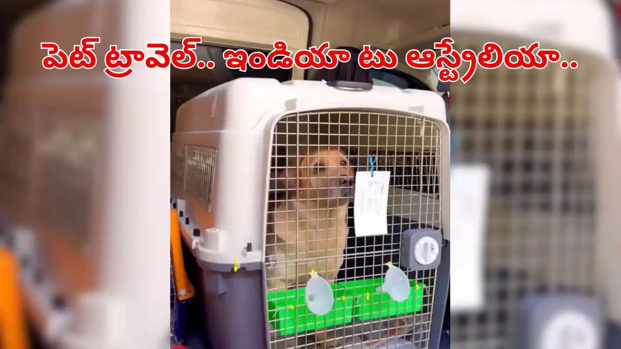 పెంపుడు కుక్కపై ప్రేమతో 15లక్షలు ఖర్చుపెట్టిన కపుల్స్‌.. స్టోరీ తెలిస్తే అవాక్కే..!