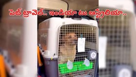 పెంపుడు కుక్కపై ప్రేమతో 15లక్షలు ఖర్చుపెట్టిన కపుల్స్‌.. తెలిస్తే