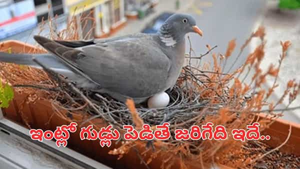 ఇంట్లో పావురం గుడ్లు పెడితే ఏమవుతుంది.. అదృష్టమా లేక అశుభమా..?
