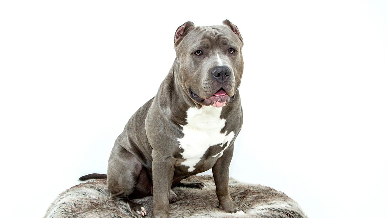 పిట్ బుల్స్ అని పిలవబడే ఈ కుక్కను చూస్తే ఎవరైనా వణికిపోవాల్సిందే. ఎందుకంటే, ఇవి అంత బలంగా ఉంటాయి. వీటికి సరైన శిక్షణ ఇవ్వకపోతే మనుషుల మీదకు దూకి దాడి చేస్తాయి. ఒకసారి దాడి చేయడం మొదలు పెడితే వాటిని ఆపడం చాలా కష్టం. 
అందుకే వీటికి ముందుగానే శిక్షణ ఇస్తారు. 