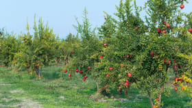 ఆ రైతులు కాలర్ ఎగరేస్తున్నారు.. ఏకంగా టన్ను రూ. 2 లక్షలు..