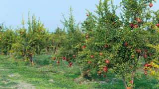 Andhra: వారికి సూపర్ గుడ్ న్యూస్.. ఈ నెల 23 వరకు 50 శాతం డిస్కౌంట్.. మిస్ చేస్తే మోత మోగిపోతుంది