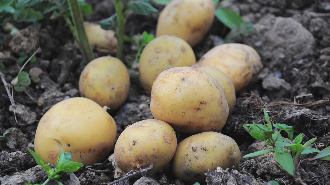 బంగాళదుంప ఆ ప్రాణాంతక సమస్యలకు చెక్ పెట్టగలదా? పరిశోధనల్లో బయట పడ్డ నిజాలు