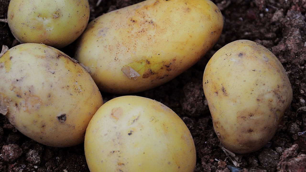 వీటిని తీసుకోవడం వలన  చర్మ సమస్యలు కూడా తగ్గుతాయి. ఎందుకంటే, దీనిలో ఉండే  విటమిన్ సి చర్మాన్ని ఆరోగ్యంగా ఉంచుతుంది.  అలాగే అలెర్జీ, దురదల సమస్యలున్నా తగ్గుముఖం పడతాయి. 
