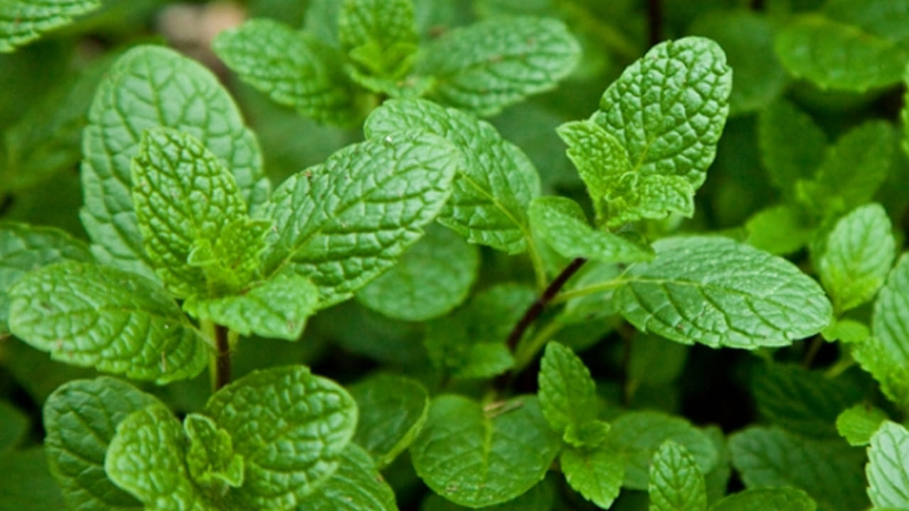 
పుదీనా : పుదీనా ఆకులు పొట్ట సమస్యలకు చెక్ పెడతాయి. కడుపు నొప్పి వంటి సమస్యలు కూడా  తగ్గుతాయి. పుదీనా తో టీ కూడా చేసుకుని తాగొచ్చు. అనారోగ్య సమస్యలు తగ్గుతాయి. 

