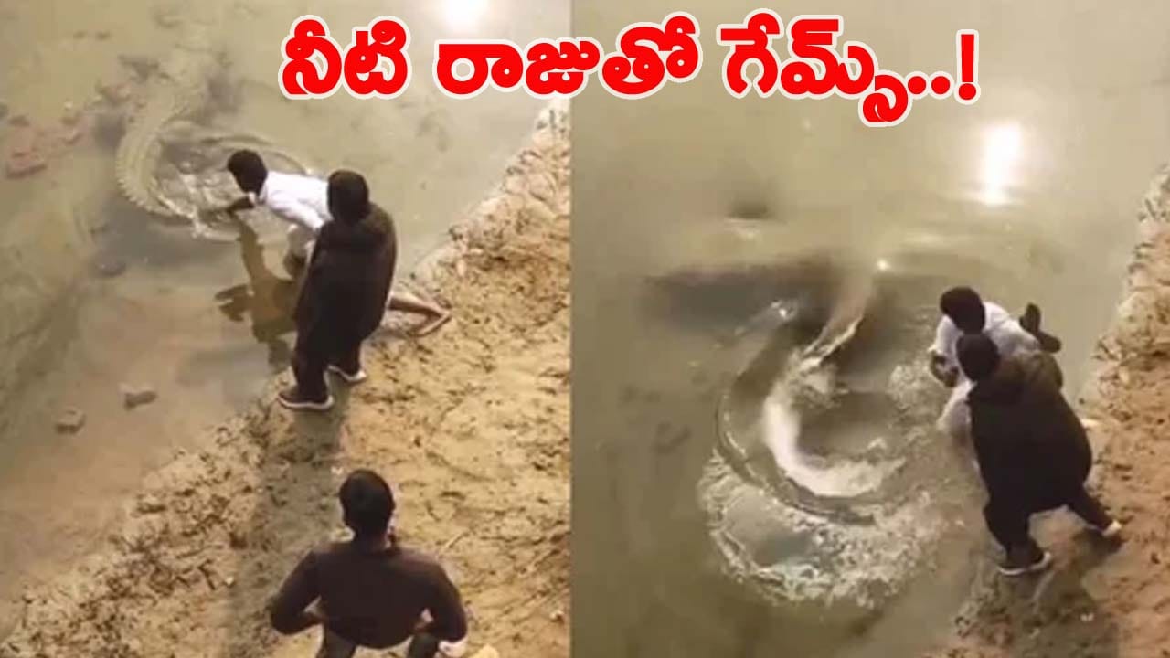 నీళ్లలో సేద తీరుతున్న మొసలి.. తోకపట్టి లాగేందుకు యత్నం.. ఇంతలోనే షాకింగ్ సీన్!