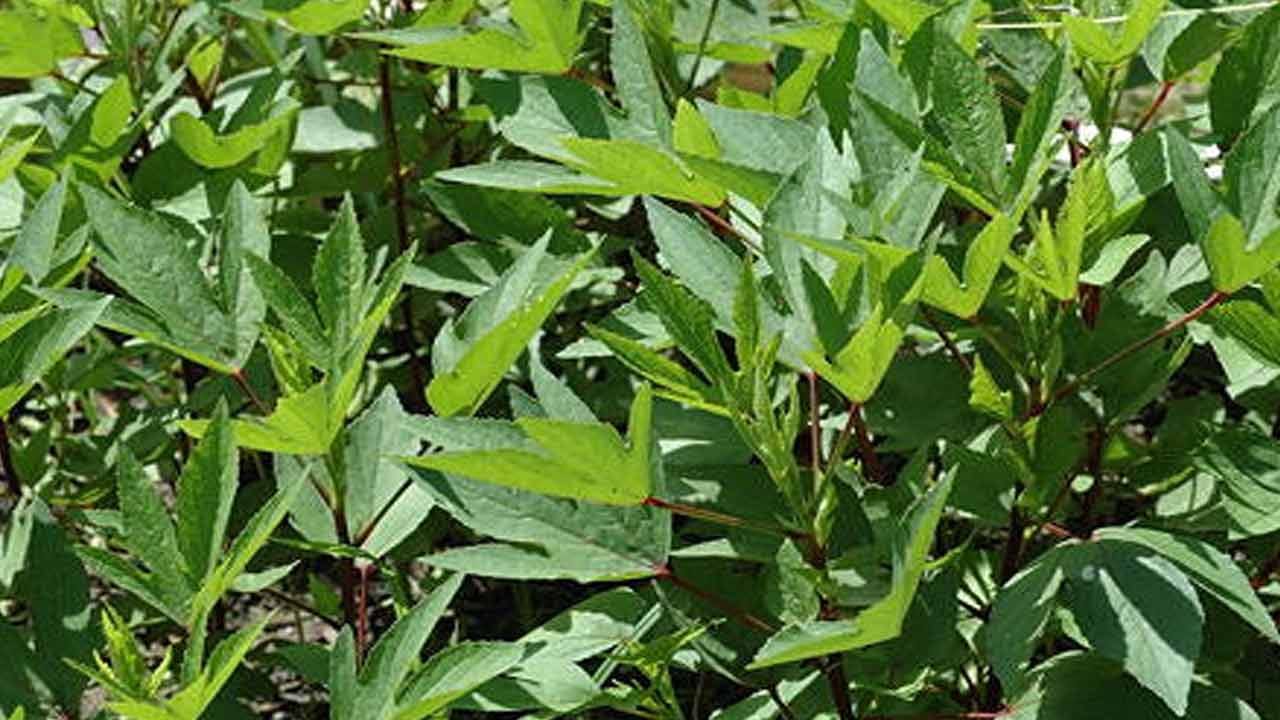 రక్తహీనత: గోంగూర తినడం వల్ల రక్తహీనతతో బాధపడేవారికి ప్రయోజనకరంగా ఉంటుంది. గోంగూర తినడం వల్ల రక్త గణనలు మెరుగుపడతాయి. విటమిన్ కె ,ఐరన్ కంటెంట్ కారణంగా, ఇది రక్తహీనతను నియంత్రించడంలో సహాయపడుతుంది.