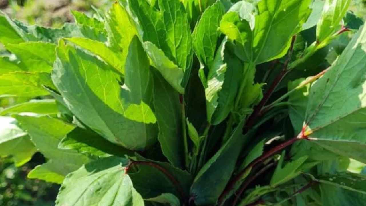 చక్కెర నియంత్రణలో ఉంటుంది: మధుమేహం ఉన్నవారు కూడా గోంగూర వల్ల ప్రయోజనం పొందవచ్చు. గోంగూర రక్తంలో ఇన్సులిన్ స్థాయిలను పెంచుతుంది, రక్తంలో చక్కెర స్థాయిలను తగ్గిస్తుంది. రక్తంలో చక్కెరను నియంత్రణలో ఉంచుతుంది.