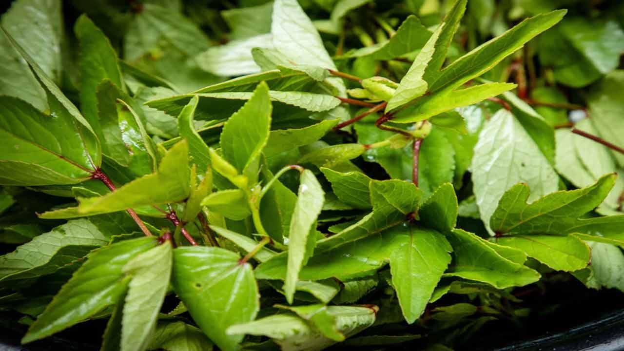 గోంగూరలో పోషకాలు పుష్కలంగా ఉన్నాయి:  గోంగూరలో మన ఆరోగ్యానికి ఎంతో మేలు చేసే అనేక పోషకాలు ఉన్నాయి. ఇందులో విటమిన్లు సి, ఎ, కె, బి1, బి2, బి9, అలాగే కాల్షియం, మెగ్నీషియం, పొటాషియం, భాస్వరం, కెరోటిన్, ఐరన్, రిబోఫ్లేవిన్, యాంటీఆక్సిడెంట్లు ఉన్నాయి.