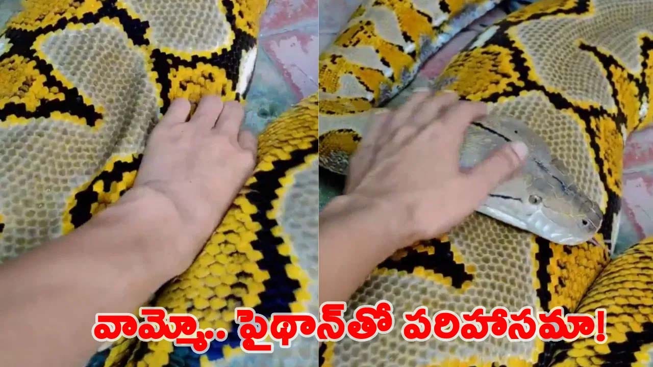 Viral Video: కొండచిలువకే చక్కిలిగింతలు పెట్టిన యువకుడు.. దాని రియాక్షన్ చూస్తే అవాక్కవ్వాల్సిందే..!