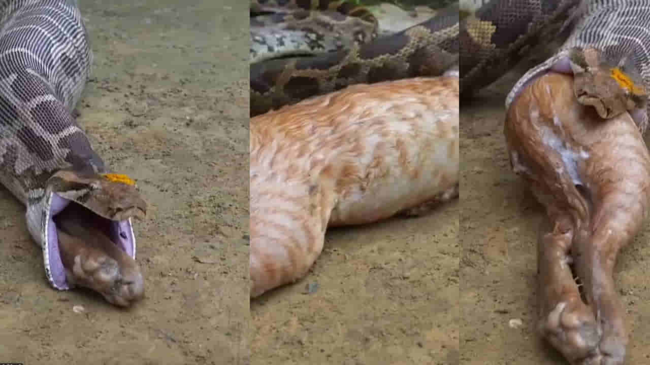 Python: వామ్మో ఎలా మింగావే.. ఈ కొండచిలువ వీడియో చూస్తే మీరు స్టన్ అవ్వాల్సిందే..