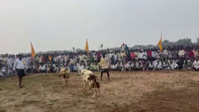 ఆంధ్రాలో దుమ్ము రేపిన పొట్టేళ్ల పందాలు..