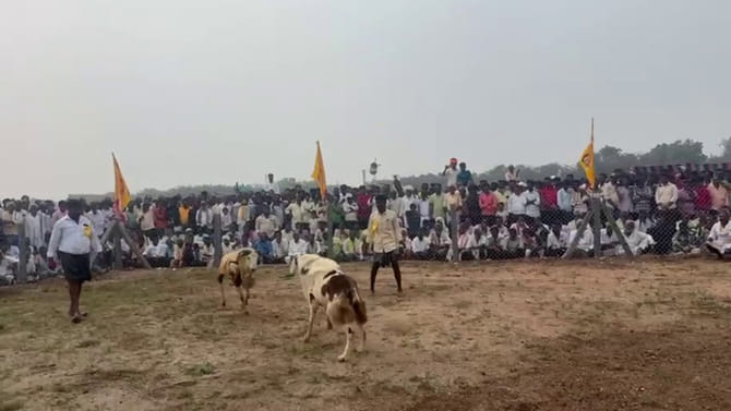 ఆంధ్రాలో దుమ్ము రేపిన పొట్టేళ్ల పందాలు..