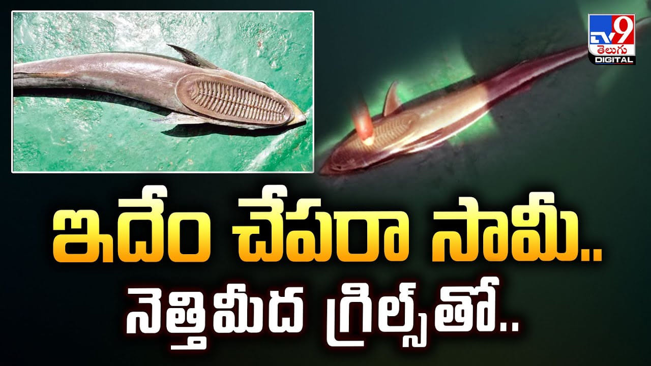 ఇదేం చేపరా సామీ.. నెత్తిమీద గ్రిల్స్‌తో