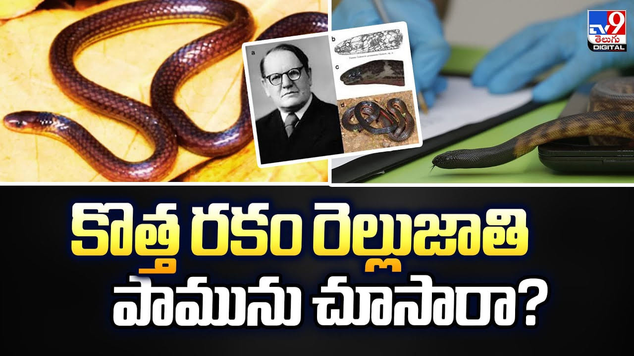 కొత్త రకం రెల్లుజాతి పామును చూసారా ??