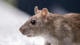 ఇంట్లో ఎలుకలు మిమ్మల్ని ఇబ్బంది పెడుతున్నాయా? ఇలా తరిమికొట్టండి!