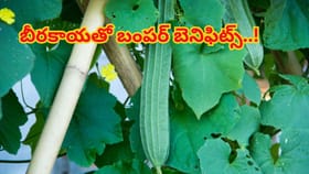 బీరకాయతో బంపర్‌ బెనిఫిట్స్‌..!మీ డైట్‌లో చేర్చుకుంటే కలిగే లాభాలు