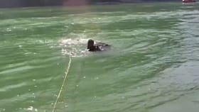 గంగా నదిలో కొట్టుకుపోతున్న పర్యాటకుడు.. రాఫ్టింగ్ గైడ్‌ల రక్షణ..