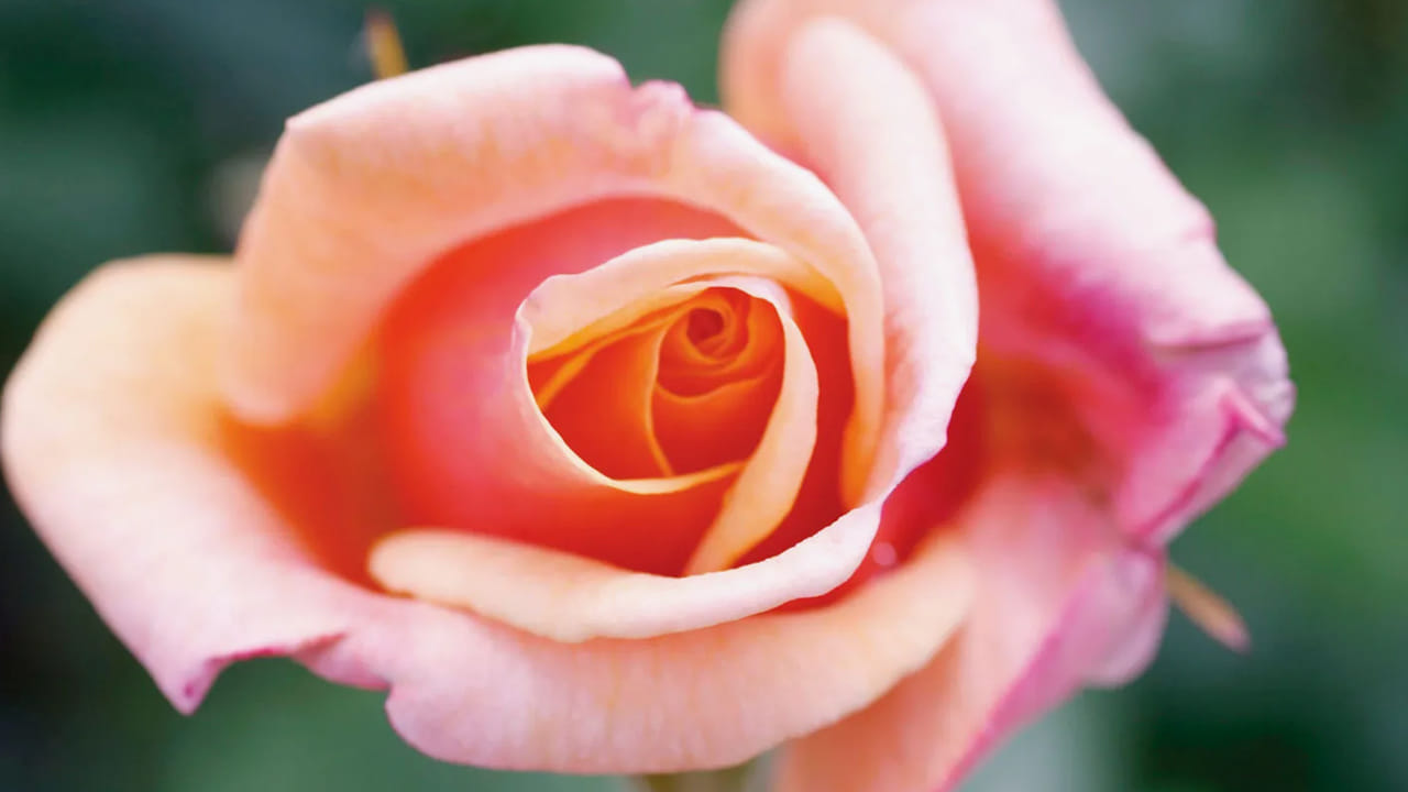 గులాబీ: ముళ్ళు ఉన్న మొక్కలన్నా పాములకు చాలా భయం. ఎందుకంటే, దాని చర్మం సెన్సిటివ్ గా ఉంటుంది. కాబట్టి ముళ్లు ఉన్న మొక్కలను కూడా మీ ఇంట్లో పెంచుకోండి. అవి ఎక్కడా గుచ్చుకుంటాయేమోనని లోపలికి రాకుండా ఉంటాయి. 
