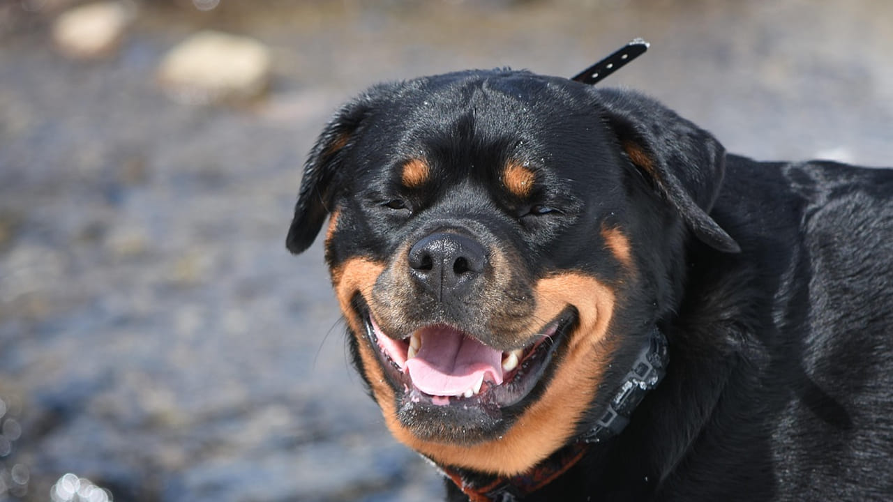 రాట్ వీలర్ అని పిలవబడే ఈ ప్రమాదకరమైన కుక్కలు చాలా విశ్వాసంగా ఉంటాయి. వీటిని ఎక్కువగా పశువులను కాపాడటానికి పెంచేవాళ్ళు. ఇక ఇప్పుడైతే మన ఇళ్ళ వద్ద వాచ్ మెన్ డ్యూటీ కూడా చేస్తున్నాయి. ఇవి మంచిగా ఉన్నంత వరకు బాగానే ఉంటాయి. ఒక్కోసారి వీటి ప్రవర్తన చూస్తే పక్కన ఉండే వాళ్ళు కూడా భయపడి పారిపోతారు.  
