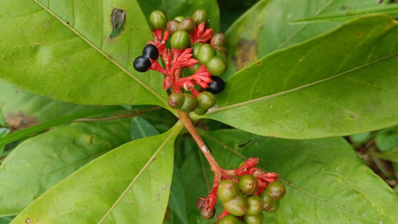 సర్పగంధ:  దీని పేరులోనే ఉంది పాము ఉంది. ఈ మొక్క పాములను రాకుండా చేస్తుంది. అలాగే, ఈ వాసనను ఒకసారి పాము పీలిస్తే 
మళ్ళీ మీ ఇంటి వైపు కూడా రావు. పాములకు ఈ మొక్క వాసన అసలు ఇష్టం ఉండదు. ఆయుర్వేదంలో కూడా దీనిని వాడుతారు. 
