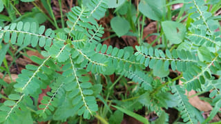 Medicinal Plant: ఇవేవో పిచ్చి మొక్కలు అనుకోని పీకిపారేయకండి.. ఆ రోగాలకు పవర్‌ఫుల్ దివ్యౌషధం..