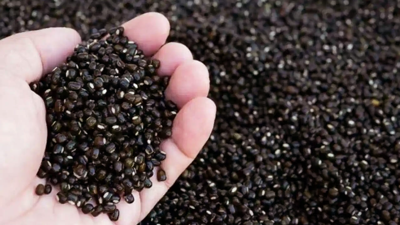 మినప పప్పును దూరం పెట్టె వాళ్లు వీటి గురించి తెలిస్తే బాబోయ్ అనకుండా ఉండలేరు. మనం రోజూ ఉదయం లేవగానే మినపప్పు తోనే టిఫిన్ చేసుకుని తింటాము. ఇడ్లీ, దోస, వడ ఇలా రక రకాల టిఫిన్స్ చేసుకుంటాము. 