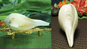 ఇంట్లో శంఖం ఉంటే ఎన్ని ప్రయోజనాలో తెలుసా? పూజిస్తే లక్ష్మీ కటాక్ష