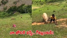 బాలుడికి చుక్కలు చూపించిన గొర్రె..!