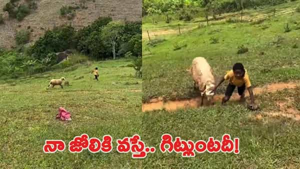 Viral Video: ‘నాతో పెట్టుకుంటే గిట్లుంటదీ..’ బాలుడికి చుక్కలు చూపించిన గొర్రె.. చూస్తే నవ్వు ఆపుకోలేరు!