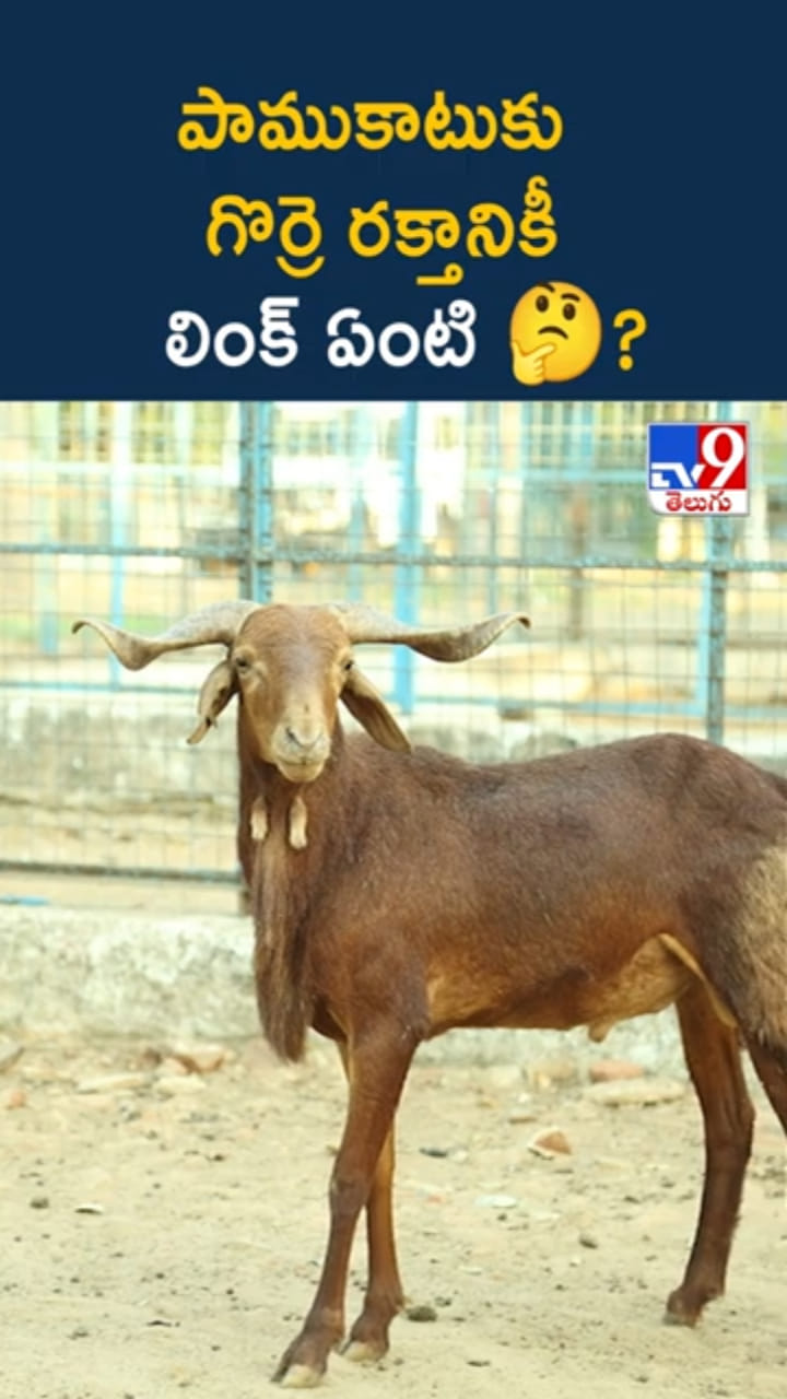 Snake Venom: పాము కాటుకు గొర్రె రక్తం మందులా పనిచేస్తుందా..?