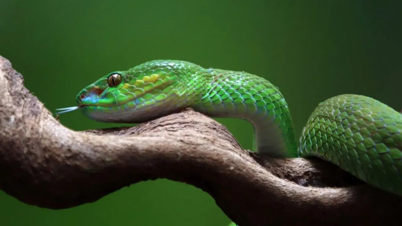 వియత్నాంలో పాము మాంసాన్ని రుచికరమైన ప్రత్యేక వంటకంగా పరిగణిస్తారు. ఇక్కడ పాము మాంసాన్ని వేయించి, కాల్చి సూప్‌లో ఉపయోగిస్తారు. అలాగే పాము రక్తాన్ని, దాని గుండెని 'రైస్ వైన్'తో కలిపి తాగడం ఈ దేశంలో చాలా గొప్ప క్రేజ్ గా భావిస్తారు. ఇది ఆరోగ్యానికి మేలు చేస్తుందట.