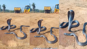 సహచరుడి మరణం తట్టుకోలేని పాము.. హృదయ విదారక దృశ్యం