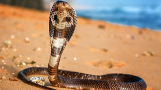 అబ్బ.. మటన్ బోటి, గోంగూర.. నోరూరే ఈ కాంబినేషన్‌తో ఆ సమస్యలన్నీ మటుమాయమే..