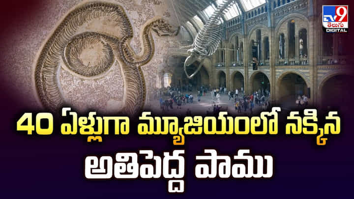 40 ఏళ్లుగా మ్యూజియంలో నక్కిన అతిపెద్ద పాము 40 ఏళ్లుగా మ్యూజియంలో నక్కిన అతిపెద్ద పాము