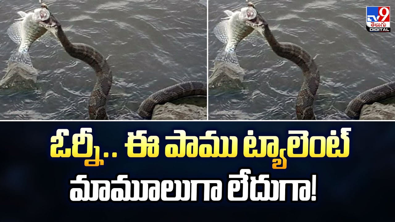 ఓర్నీ.. ఈ పాము ట్యాలెంట్‌ మామూలుగా లేదుగా.. వేట చూస్తే మైండ్ బ్లాక్