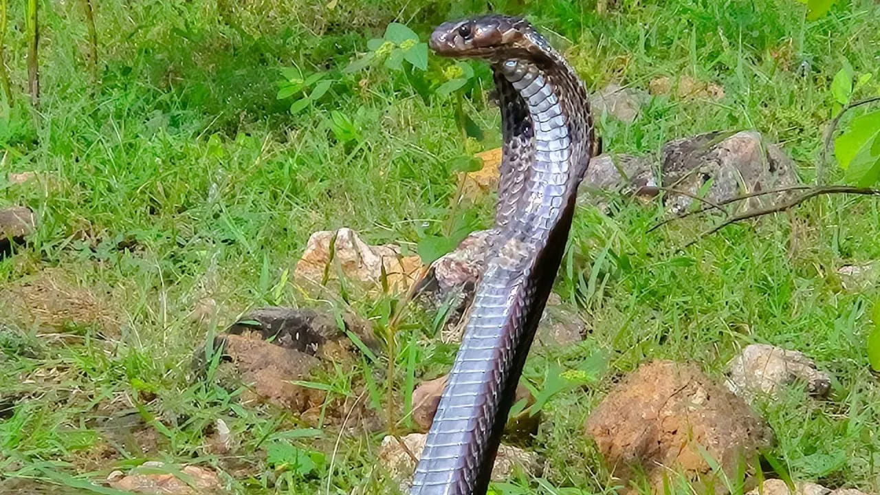 ఇండోనేషియాలో పాము మాంసాన్ని ఆహారంగా, ఔషధంగా ఉపయోగిస్తారు. చర్మ వ్యాధులు, ఉబ్బసం చికిత్సకు కోబ్రా (నాగుపాము) పాము మాంసం, దాని రక్తాన్ని ఉపయోగిస్తారు. జకార్తా వంటి నగరాల్లో పాము మాంసంతో కబాబ్‌లు తయారు చేసి అమ్ముతారు.