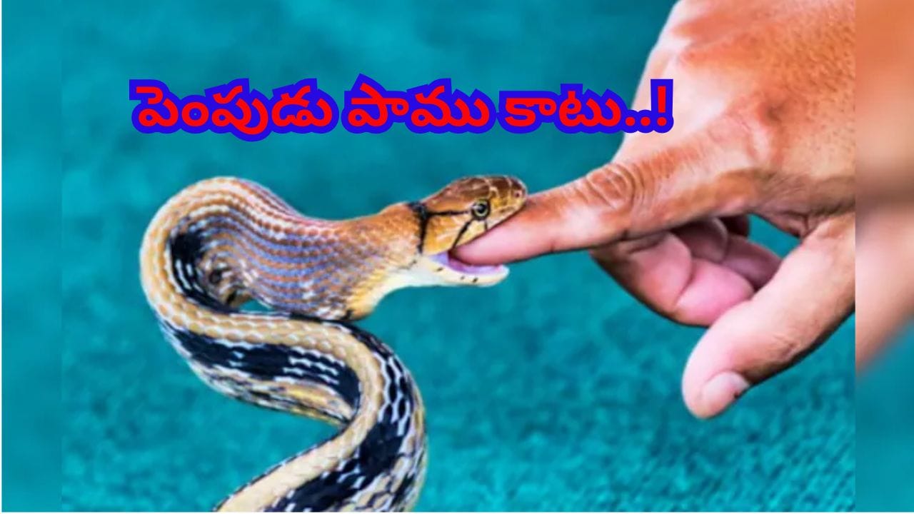 వార్నీ.. వీడి ఇష్టం తగలేయా..! పెంపుడు పాముకు ప్రేమగా తినిపించాడు.. ఆ తర్వాత జరిగింది తెలిస్తే..