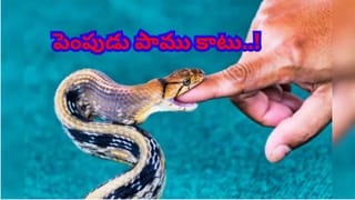 బాబోయ్‌ క్యాబేజీ తిని 18 ఏళ్ల యువతి మృతి..! మెదడుపై ఎలా దాడి చేస్తుందంటే..